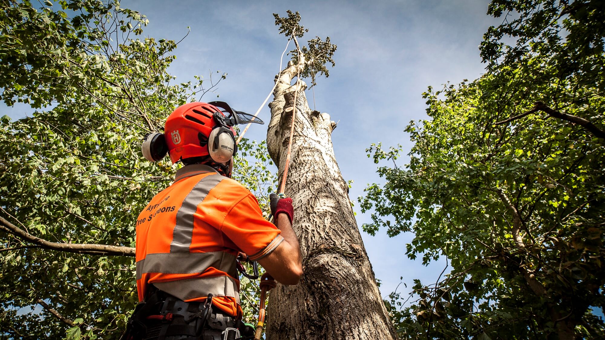 Services Offered by Tree Surgeons